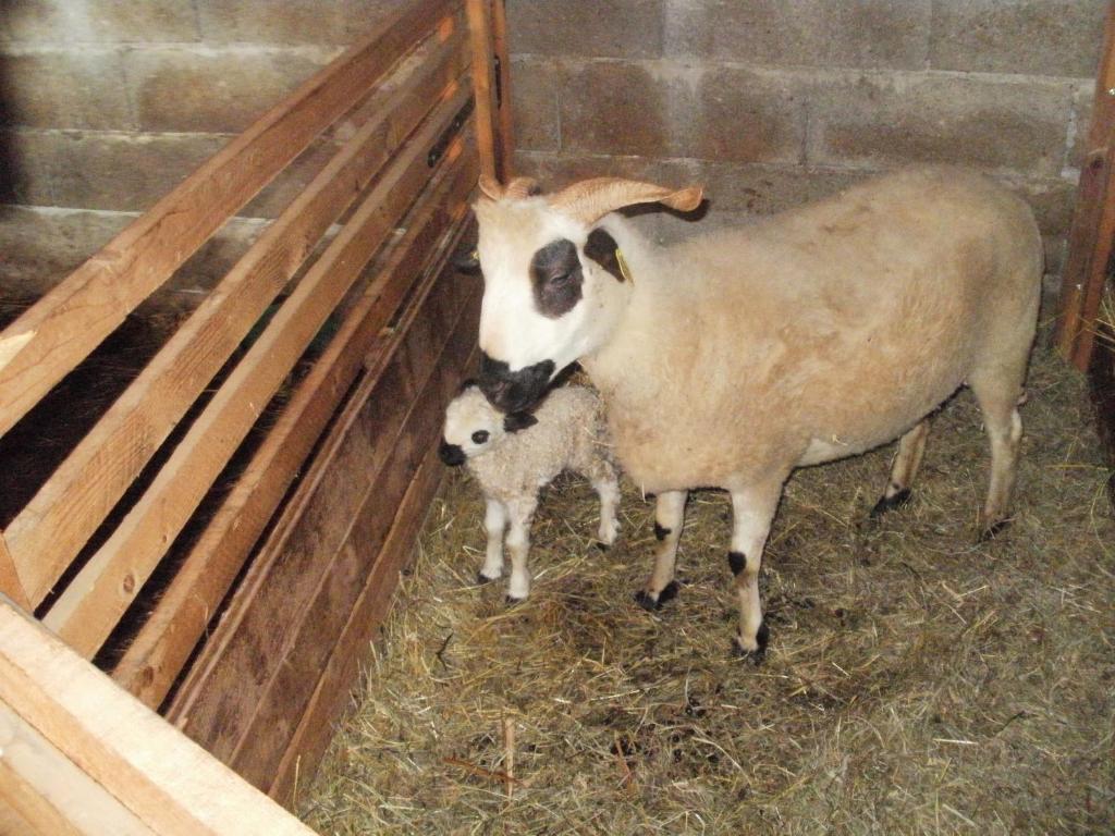Chambre D'Hote La Petite Bergerie Abondance Exteriér fotografie