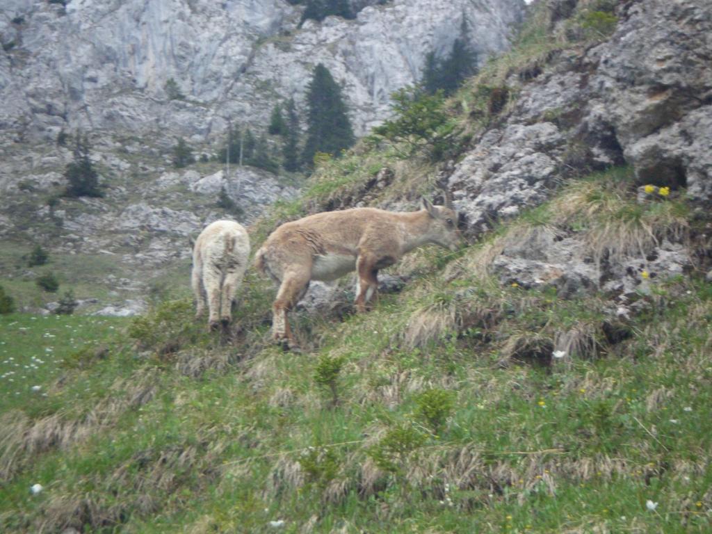 Chambre D'Hote La Petite Bergerie Abondance Exteriér fotografie